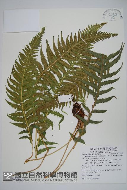 翅軸假金星蕨、短柄卵果蕨藏品圖，第1張