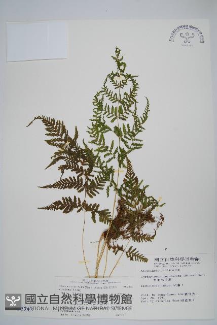 粗毛金星蕨藏品圖，第1張