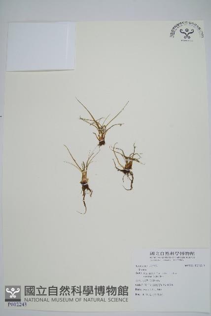 登錄號:P012243藏品圖，第1張