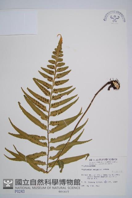 萊氏鐵角蕨藏品圖，第1張
