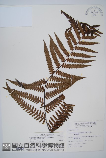 台灣黑桫欏藏品圖，第1張