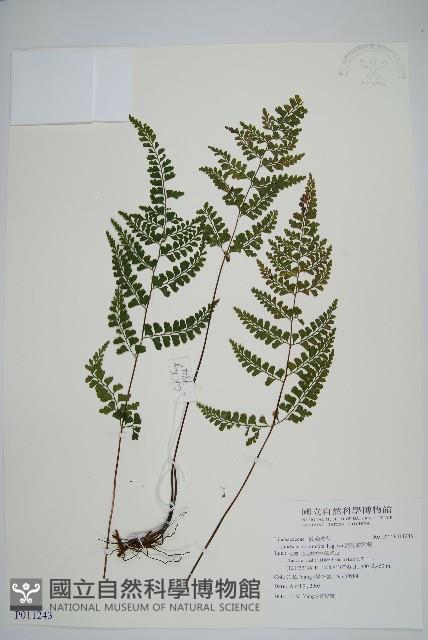 海島鱗始蕨藏品圖，第1張