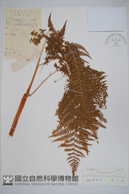 普通針毛蕨藏品圖，第1張