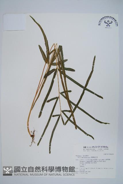 箭葉鳳尾蕨藏品圖，第1張