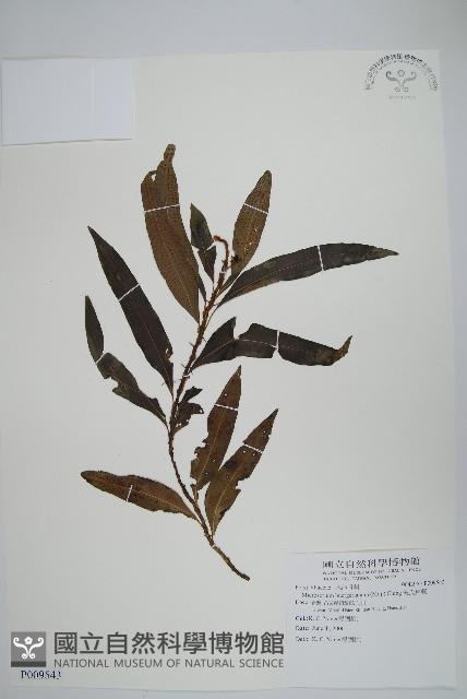 波氏星蕨藏品圖，第1張