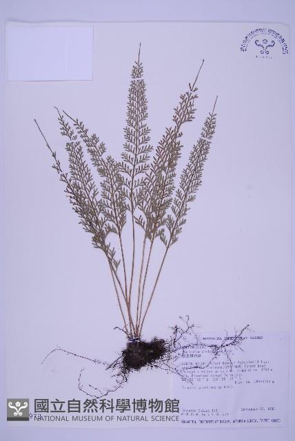 Accession Number:P002973 Collection Image, Figure 1, Total 5 Figures