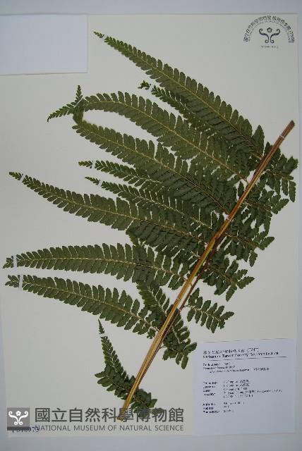 亞粗毛鱗蓋蕨藏品圖，第1張