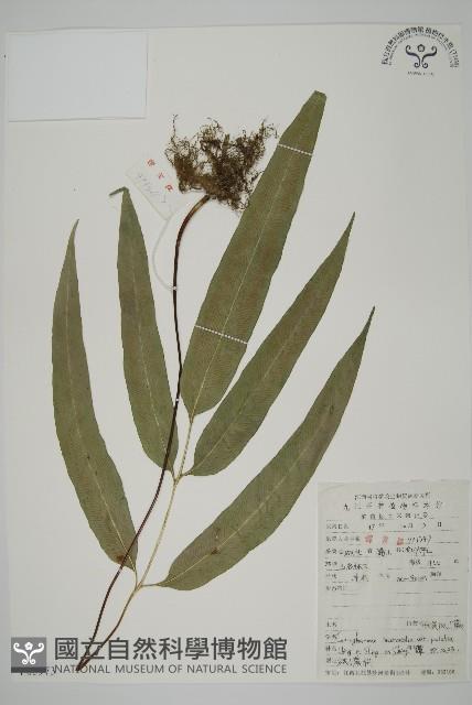 美羽鳳丫蕨藏品圖，第1張