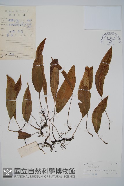 單葉雙蓋蕨藏品圖，第1張