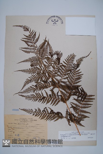 粗毛金星蕨藏品圖，第1張