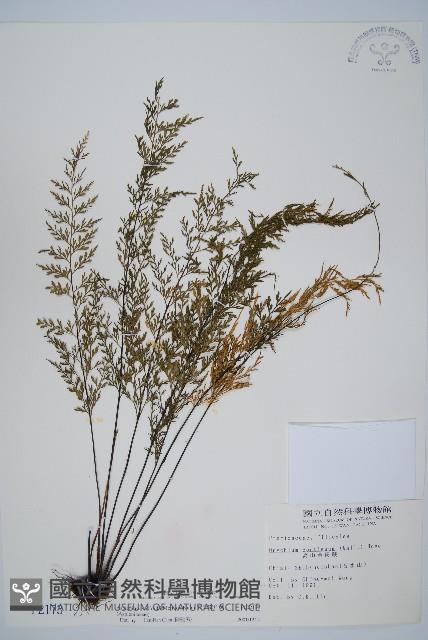 威氏鐵角蕨藏品圖，第1張