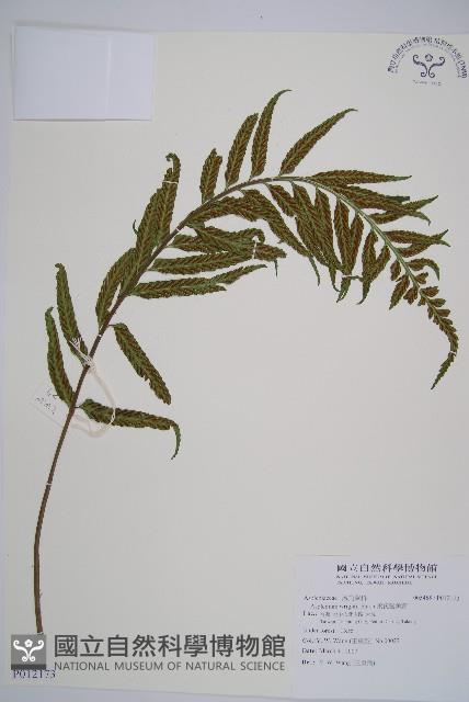 萊氏鐵角蕨藏品圖，第1張