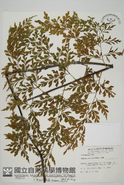 大黑柄鐵角蕨、黃鱗鐵角蕨、大羽鐵角蕨藏品圖，第1張