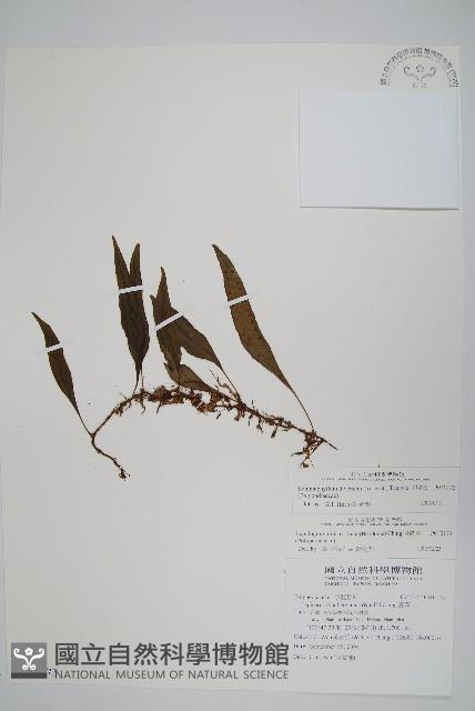 骨牌蕨藏品圖，第1張