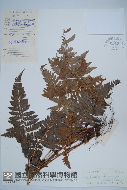 海南複葉耳蕨藏品圖，第1張