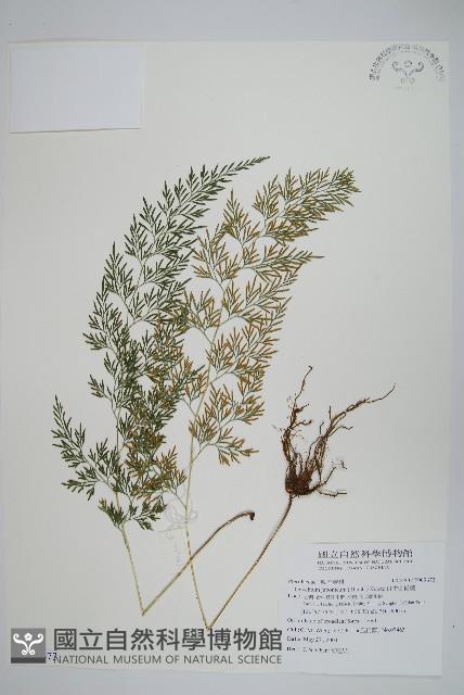 日本金粉蕨藏品圖，第1張