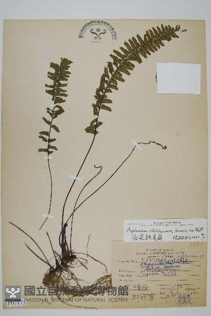 薄葉孔雀鐵角蕨、邊孢鐵角蕨藏品圖，第1張