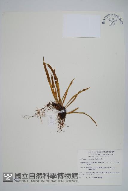 瓦葦藏品圖，第1張