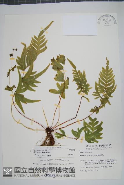 疏羽半邊旗藏品圖，第1張