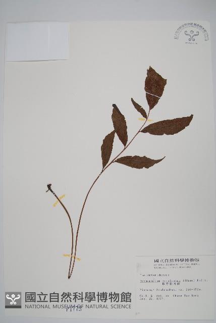 頂芽新月蕨藏品圖，第1張