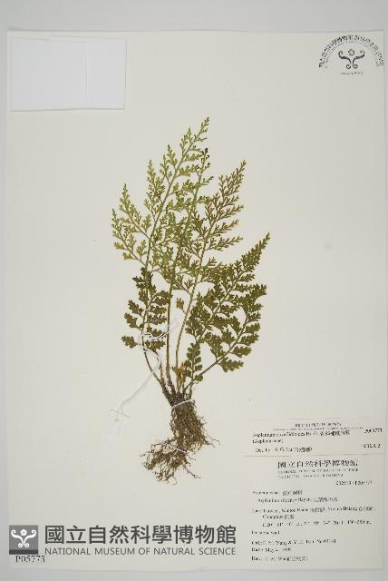 骨碎補鐵角蕨藏品圖，第1張