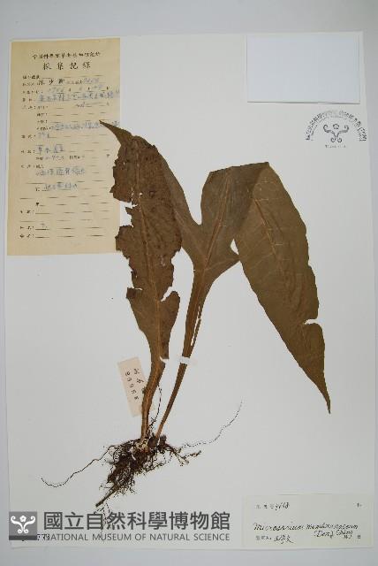 膜葉星蕨藏品圖，第1張