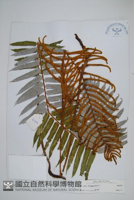 登錄號:P003773藏品圖，第1張