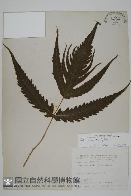 三叉蕨藏品圖，第1張