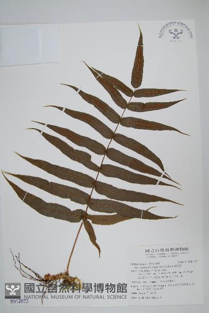 肢節蕨藏品圖，第1張