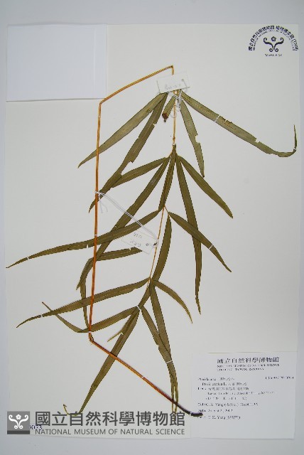 大葉鳳尾蕨藏品圖，第1張