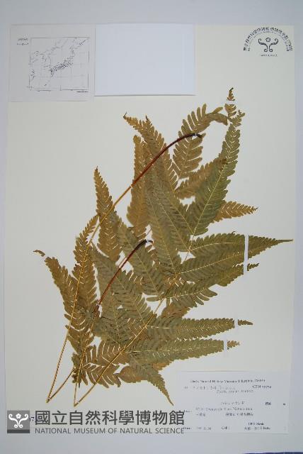 傅氏鳳尾蕨藏品圖，第1張