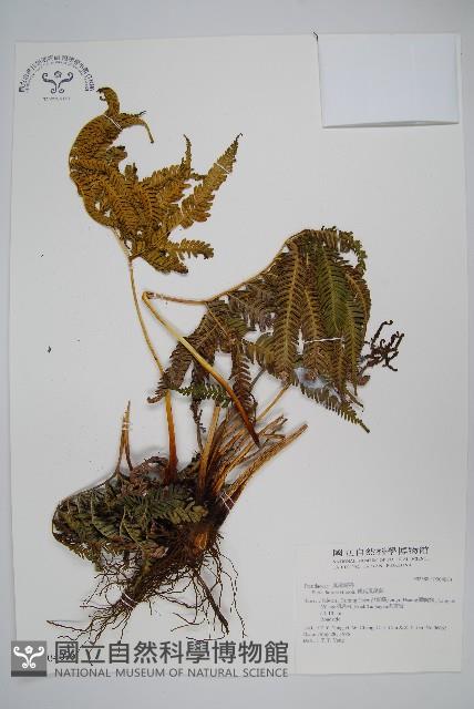 傅氏鳳尾蕨藏品圖，第1張