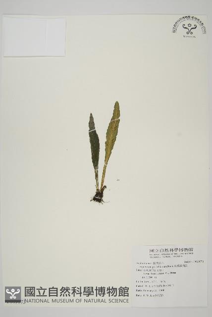 叢葉鐵角蕨藏品圖，第1張