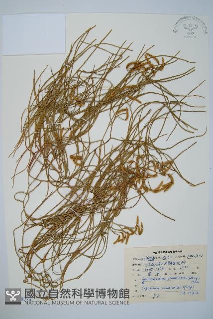 藤石松藏品圖，第1張