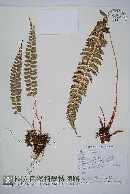 軟骨耳蕨藏品圖，第1張