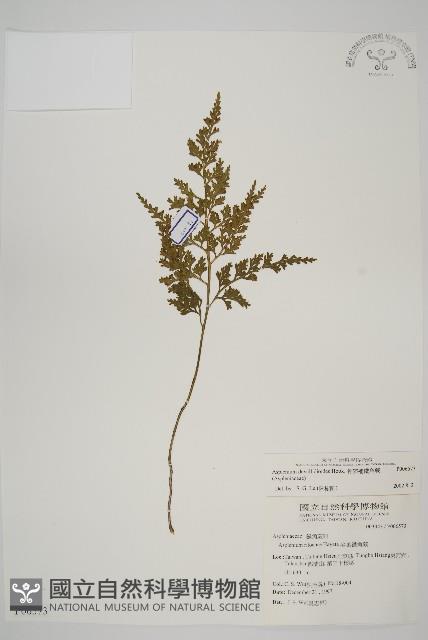 骨碎補鐵角蕨藏品圖，第1張