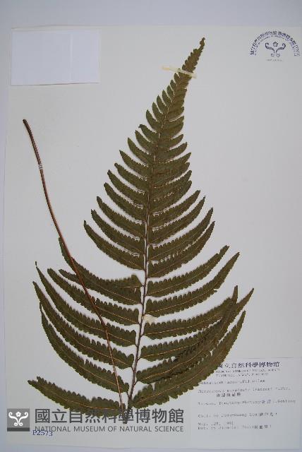 邊緣鱗蓋蕨藏品圖，第1張