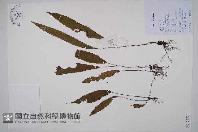 單葉雙蓋蕨藏品圖，第1張