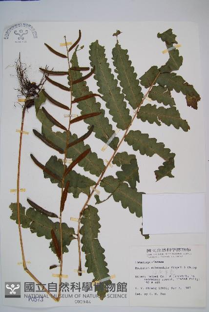 海南實蕨藏品圖，第1張