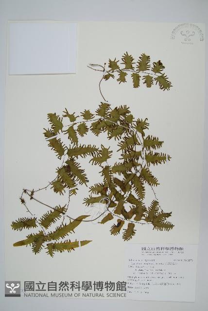 小葉海金沙藏品圖，第1張