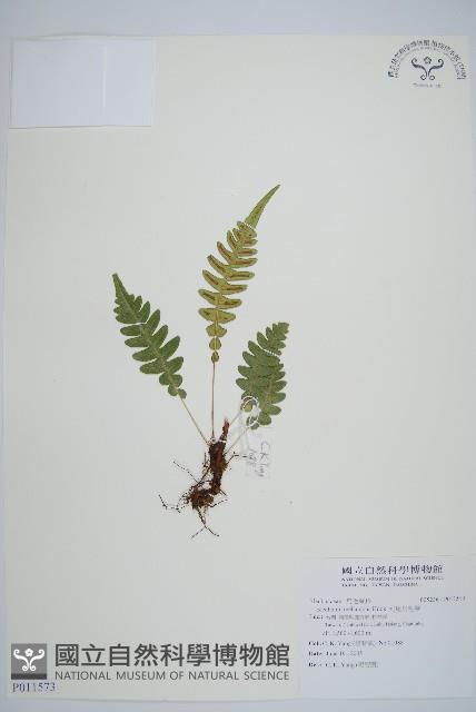 雉尾烏毛蕨藏品圖，第1張