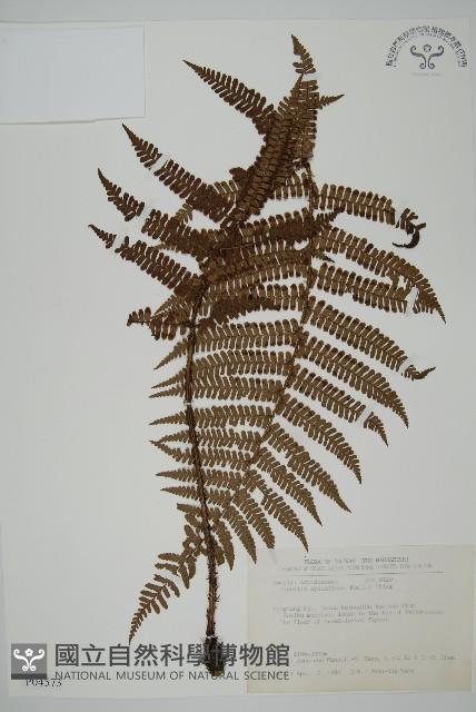 頂囊肋毛蕨藏品圖，第1張