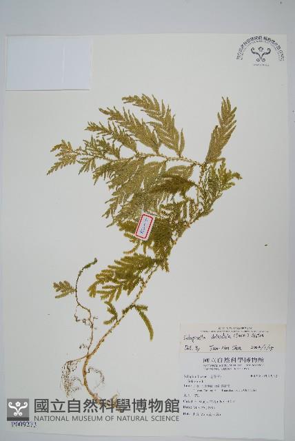 全緣卷柏藏品圖，第1張