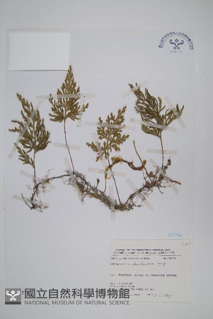 擬密葉卷柏藏品圖，第1張