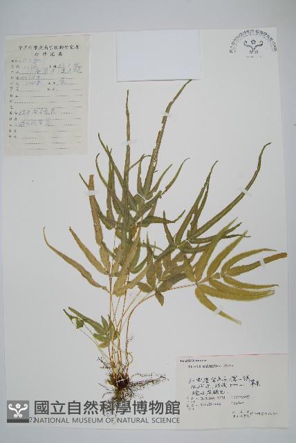 鳳尾蕨藏品圖，第1張