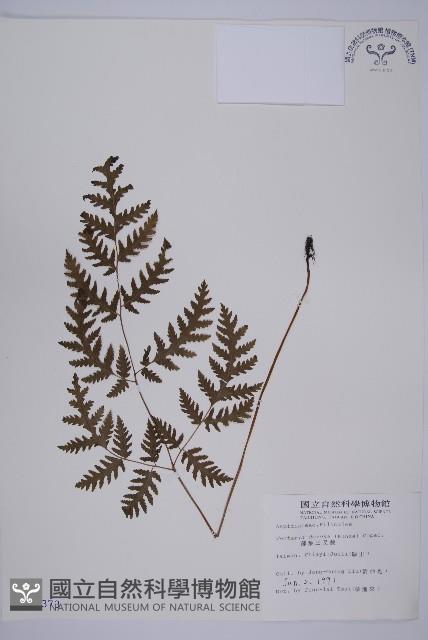 薄葉三叉蕨藏品圖，第1張