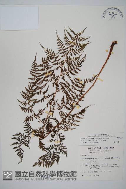 亞德氏蹄蓋蕨、假冷蕨藏品圖，第1張