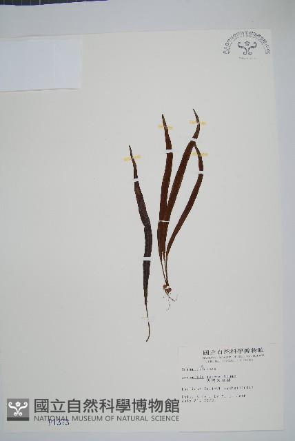大武禾葉蕨藏品圖，第1張