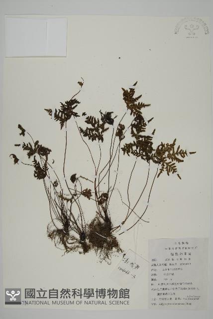 陜西粉背蕨藏品圖，第1張