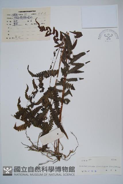 密腺副金星蕨藏品圖，第1張